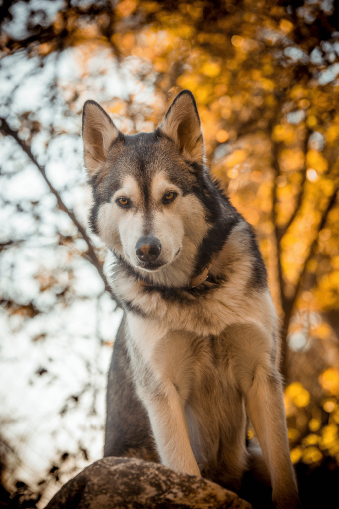 Imagen de Artemisa, una hermosa mezcla de Husky y Lobo, ahora convertida en la embajadora de nuestro proyecto Canis Lupus Familiaris. Su historia inspiradora destaca cómo la adopción puede transformar vidas y generar un propósito duradero.